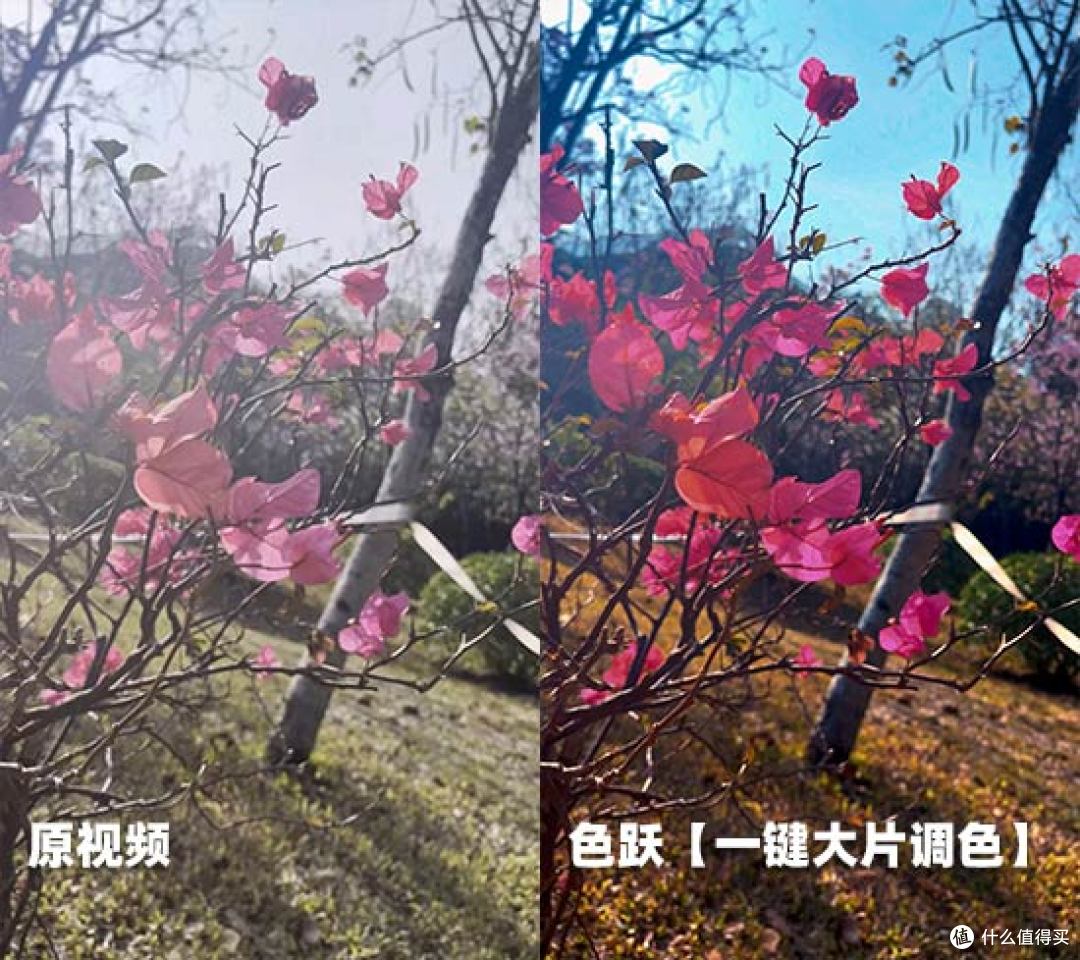 赏花视频怎么拍好看？5个运镜技巧+2款神器，手机电脑都能出大片