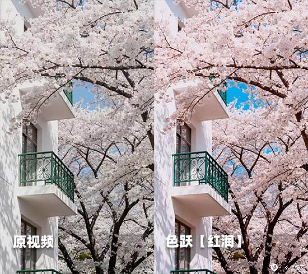 赏花视频怎么拍好看？5个运镜技巧+2款神器，手机电脑都能出大片