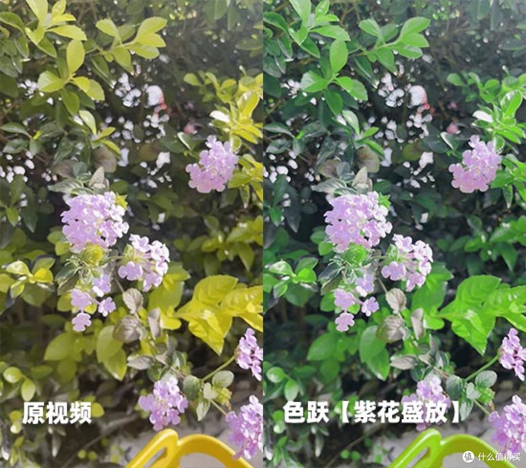 赏花视频怎么拍好看？5个运镜技巧+2款神器，手机电脑都能出大片