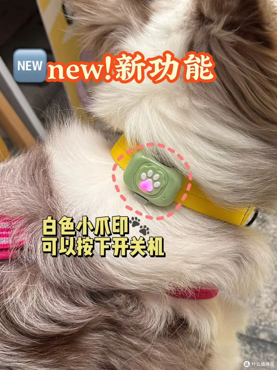 狗狗走失代价很高，预防成本却很小