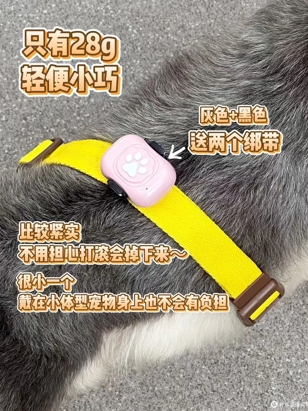 狗狗走失代价很高，预防成本却很小