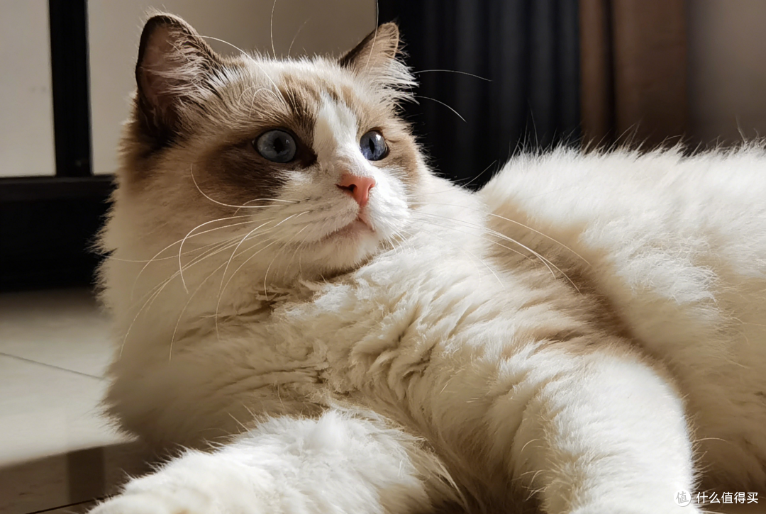 长肉猫粮推荐:从光吃不长到结实健壮