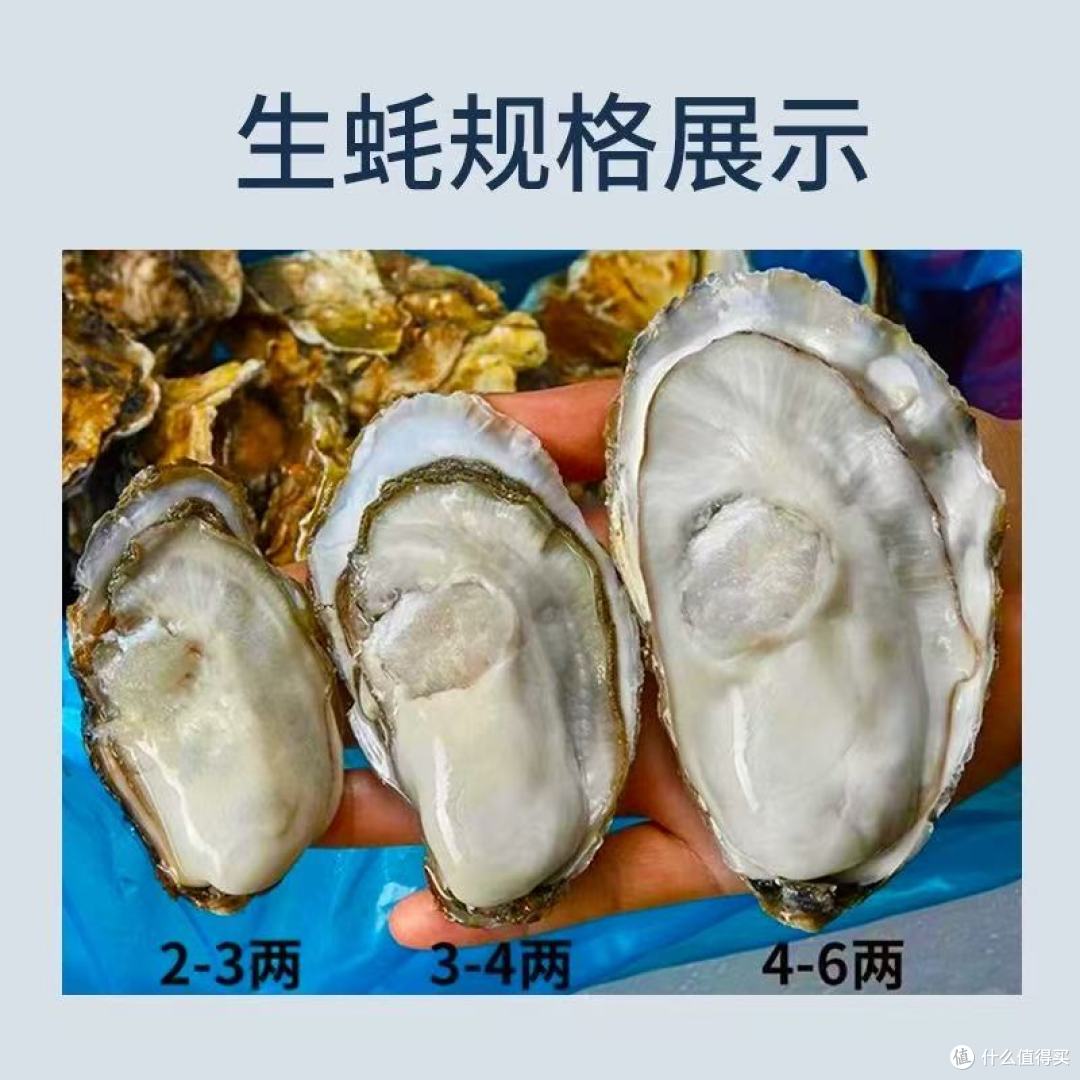 小文哥乳山生蚝|一口鲜到跺脚!烧烤党必囤的肥美海蛎子