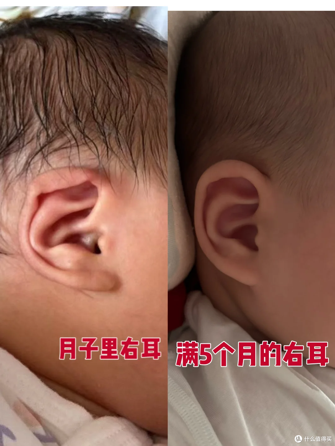 垂耳