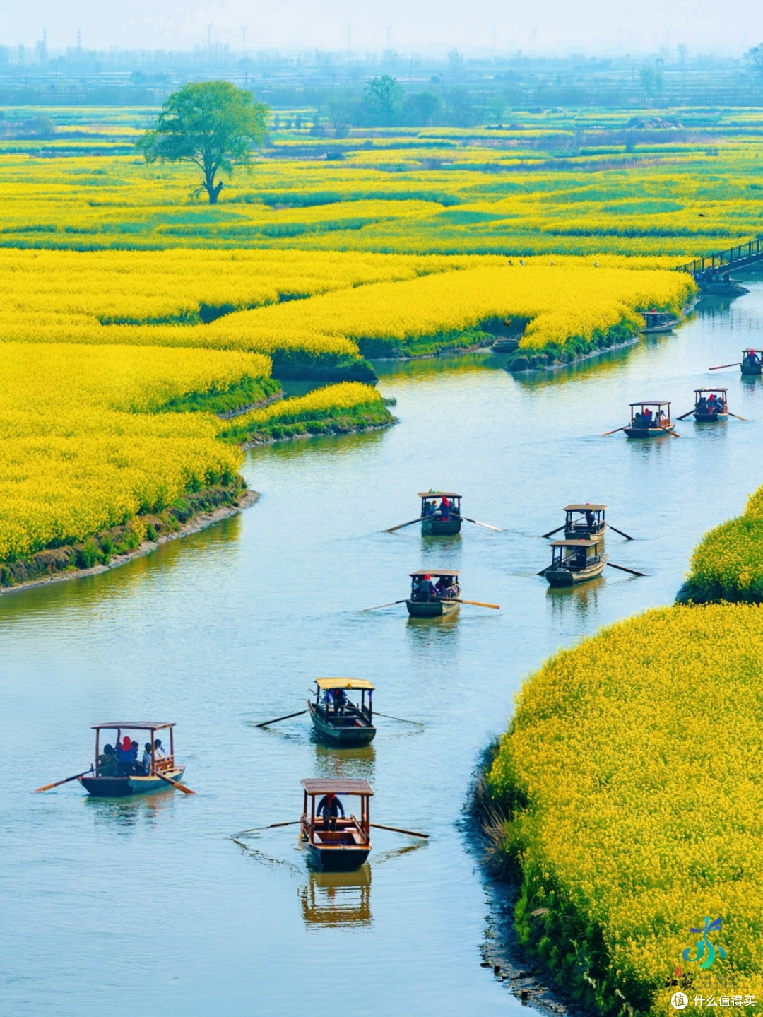 兴化春日一日游|赴一场水上花海的浪漫之约