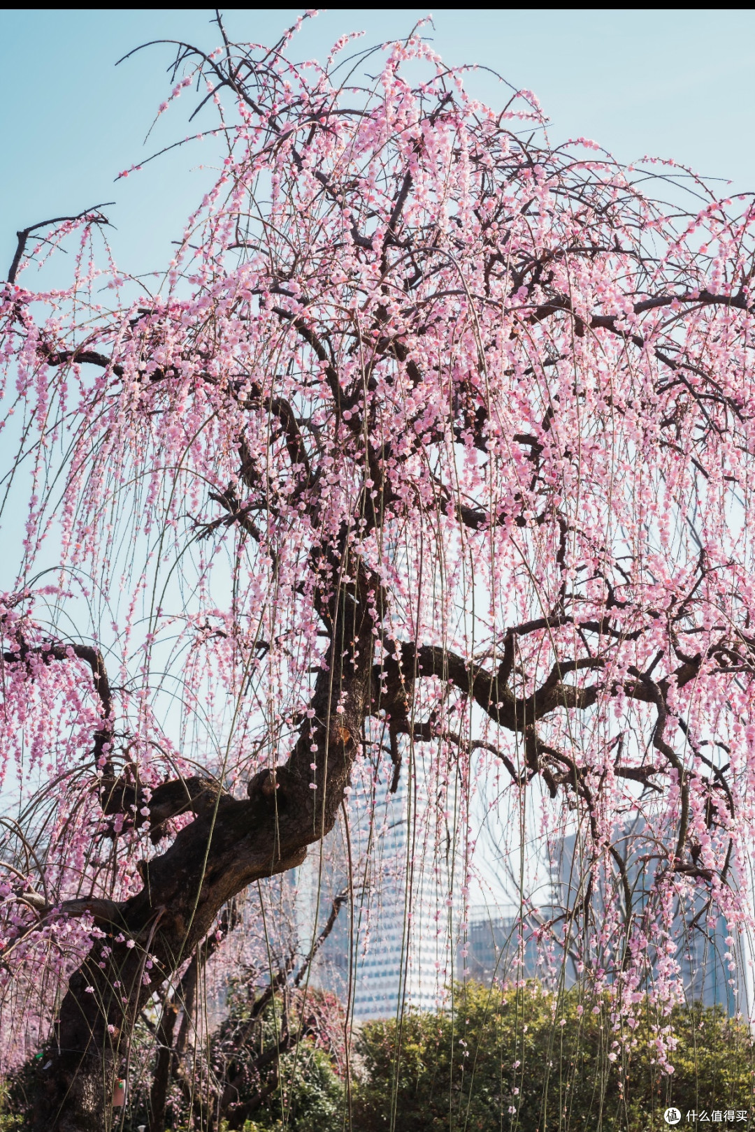 魔都春日一日游｜世博文化公园赴一场花漾之约