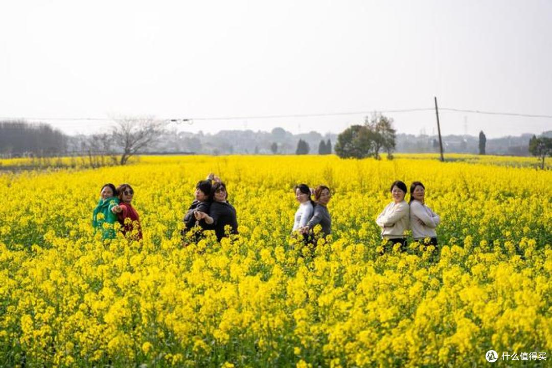 春季旅行推荐：油菜花田最佳观赏地盘点 ！