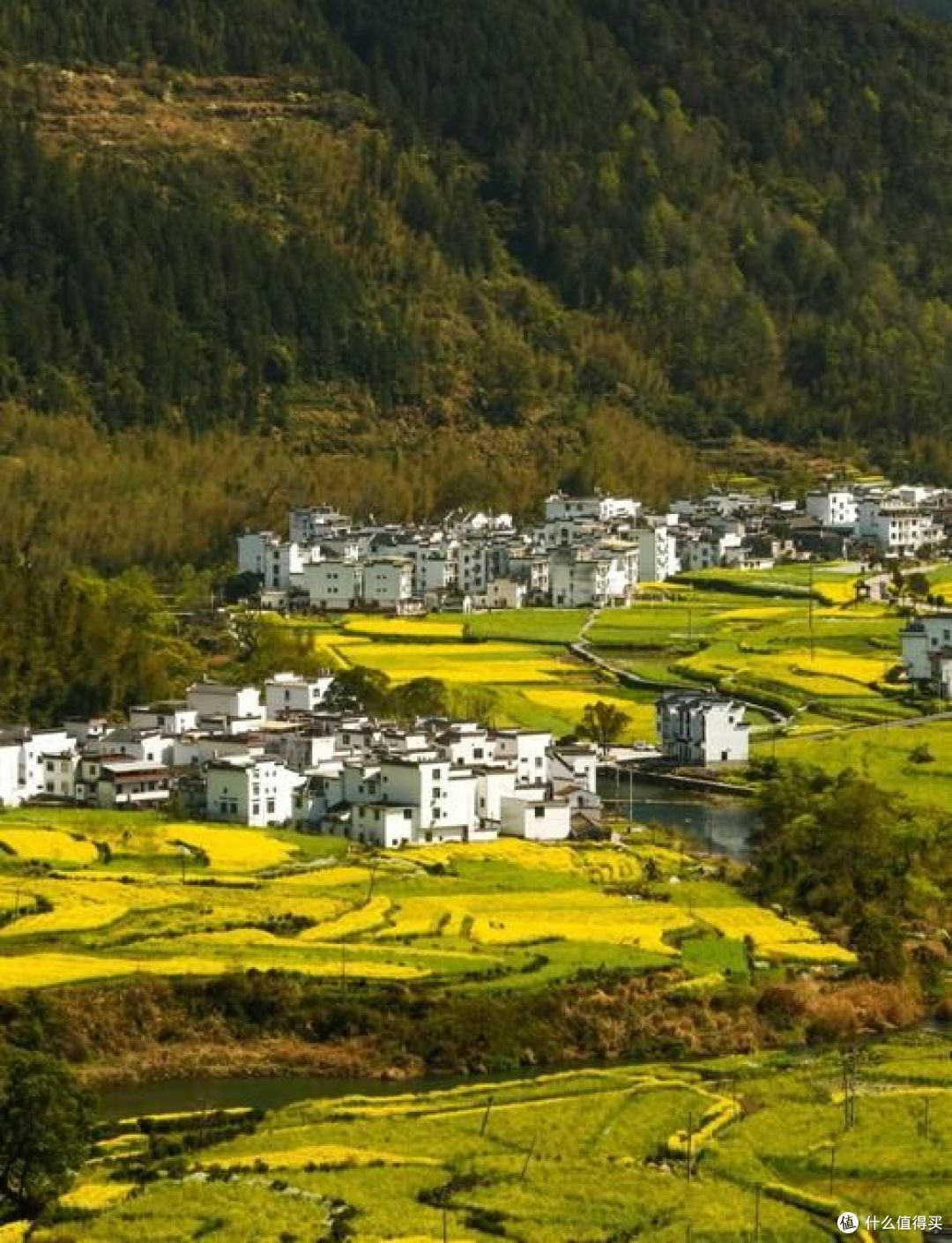 春季旅行推荐：油菜花田最佳观赏地盘点 ！