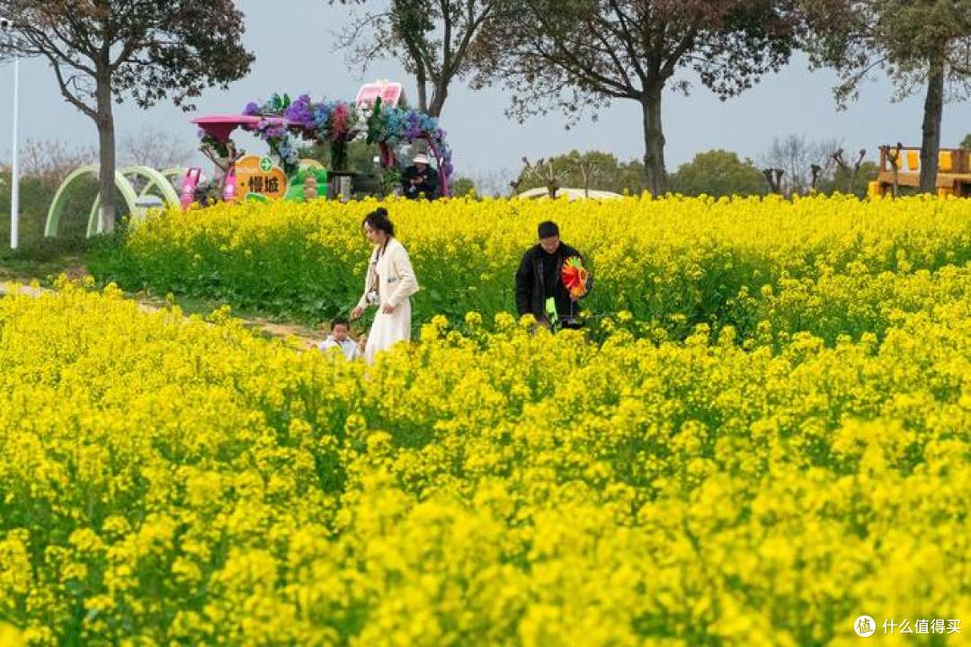 春季旅行推荐：油菜花田最佳观赏地盘点 ！