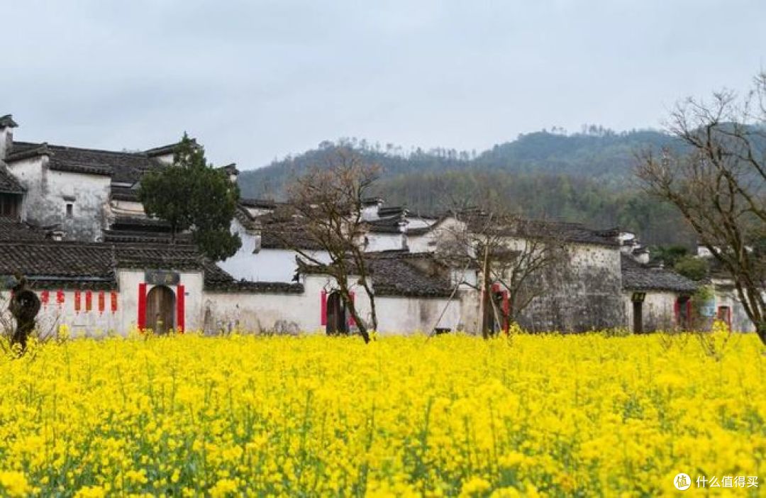 春季旅行推荐：油菜花田最佳观赏地盘点 ！