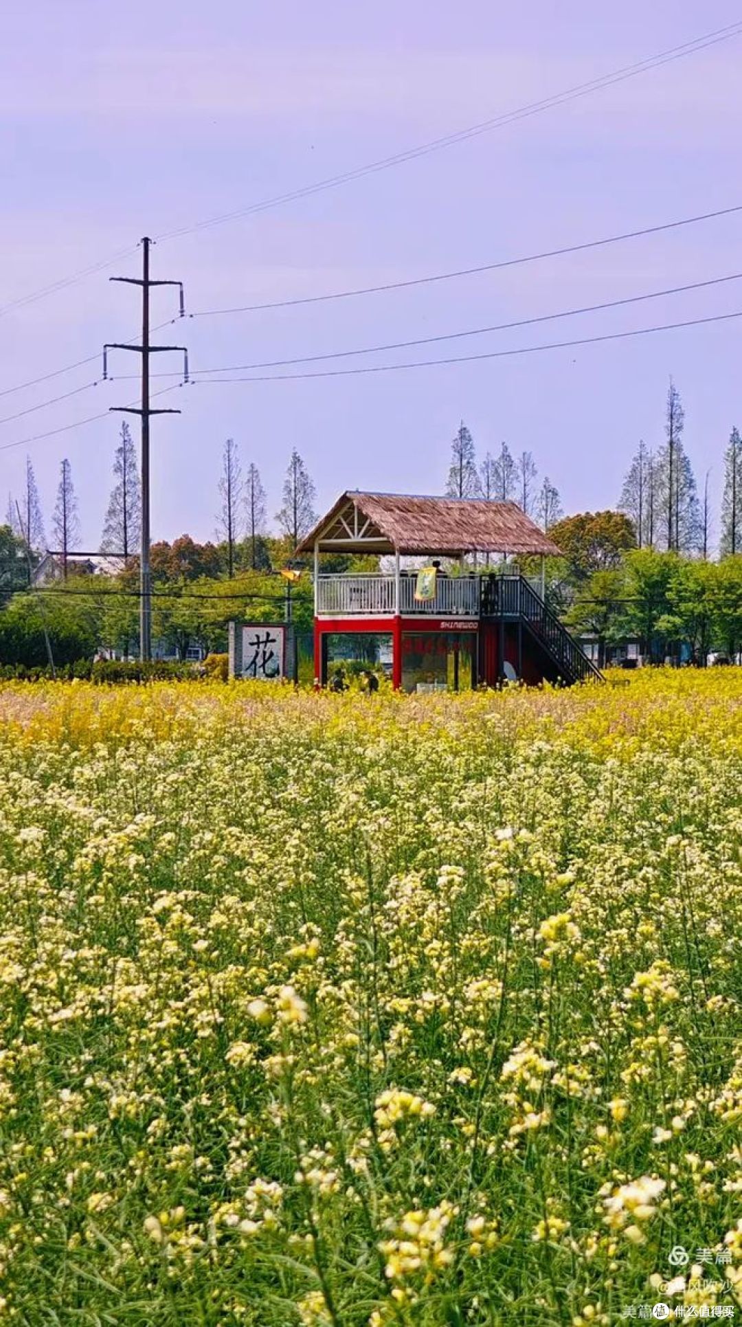 春季旅行推荐：油菜花田最佳观赏地盘点 ！