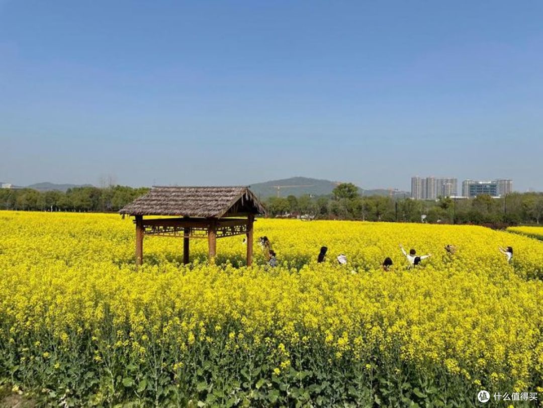 春季旅行推荐：油菜花田最佳观赏地盘点 ！