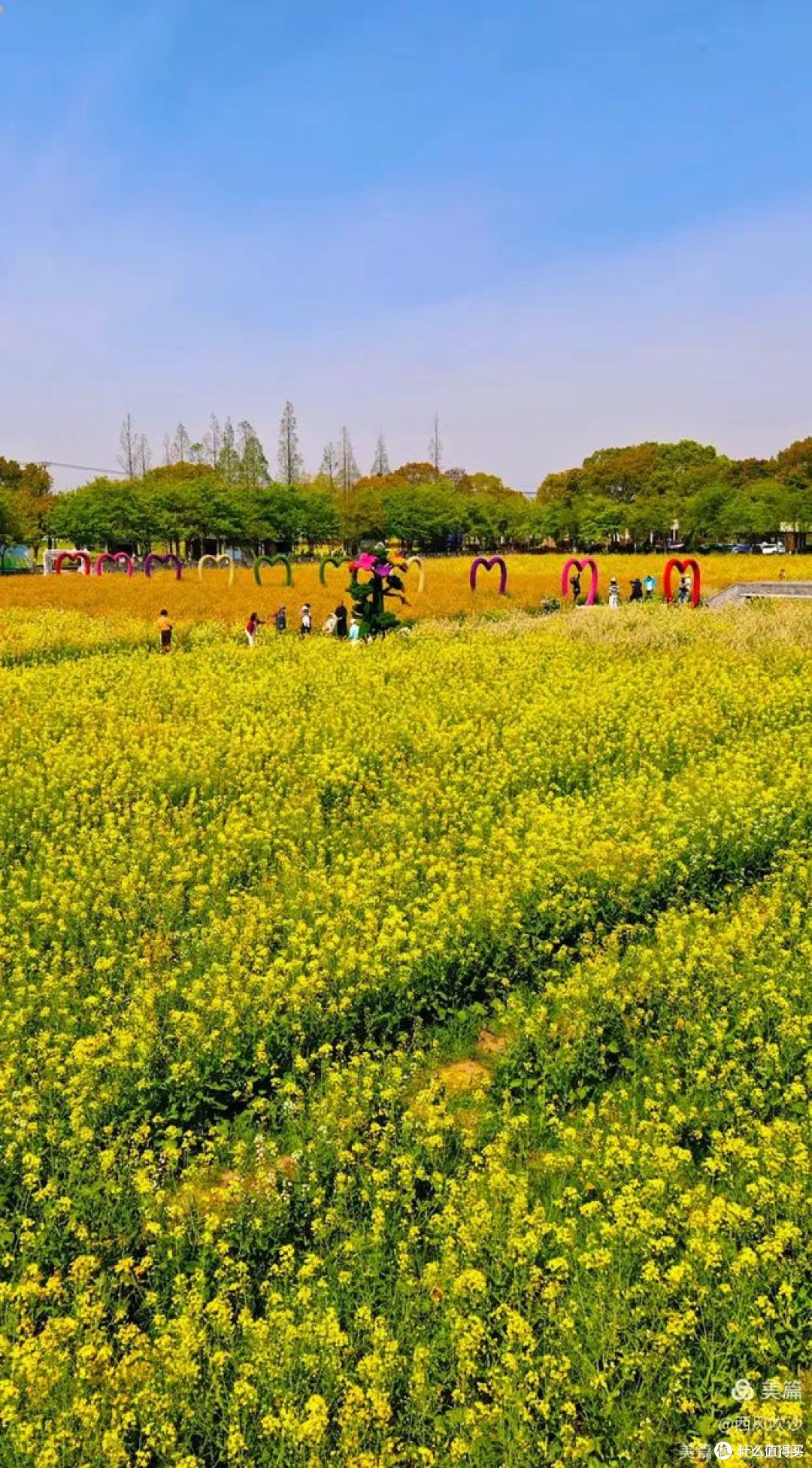 春季旅行推荐：油菜花田最佳观赏地盘点 ！