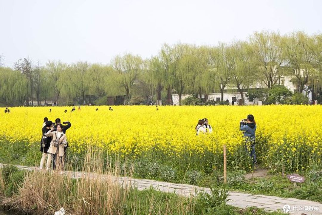 春季旅行推荐：油菜花田最佳观赏地盘点 ！