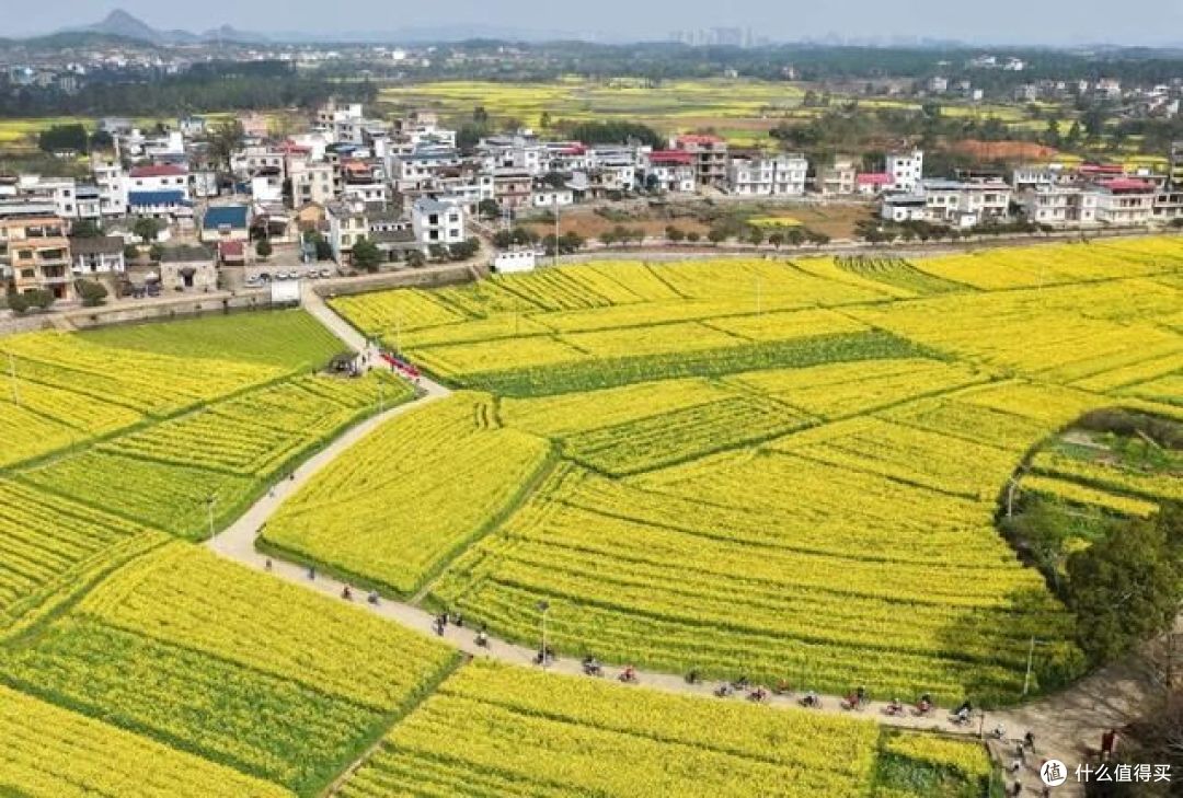 春日旅行,有哪些地方可以去看油菜花?