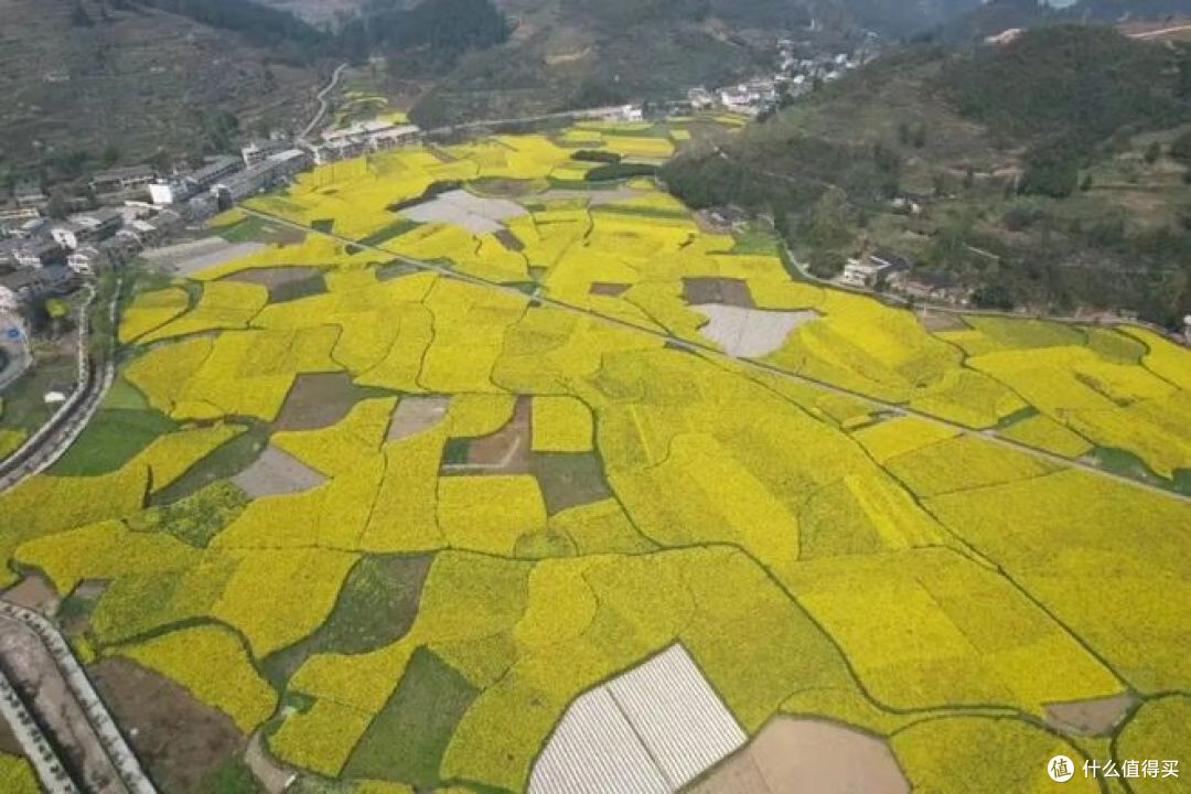 春日旅行,有哪些地方可以去看油菜花?