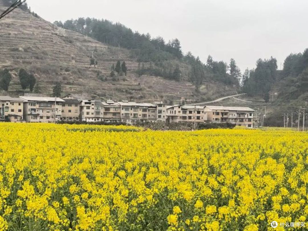 春日旅行,有哪些地方可以去看油菜花?