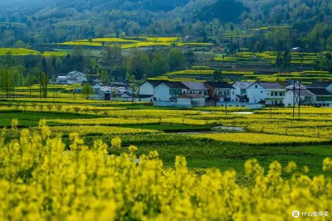 春日旅行,有哪些地方可以去看油菜花?