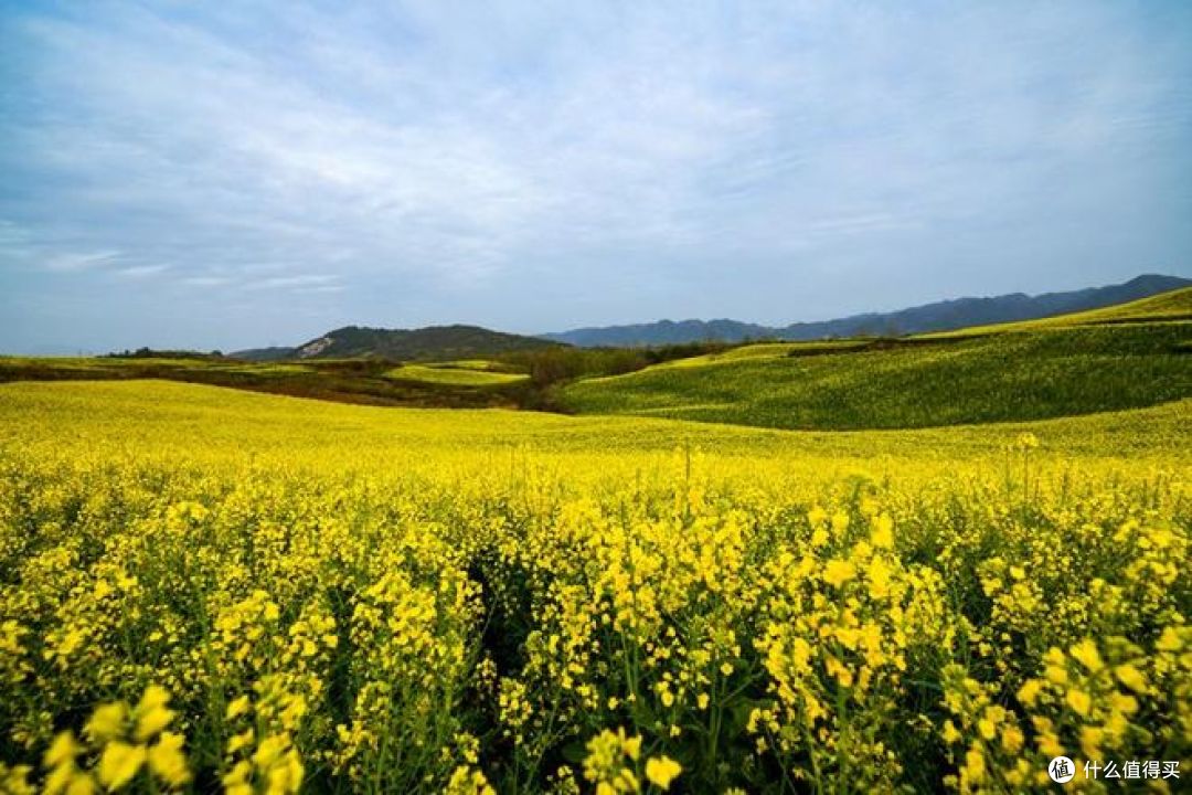 春日旅行,有哪些地方可以去看油菜花?