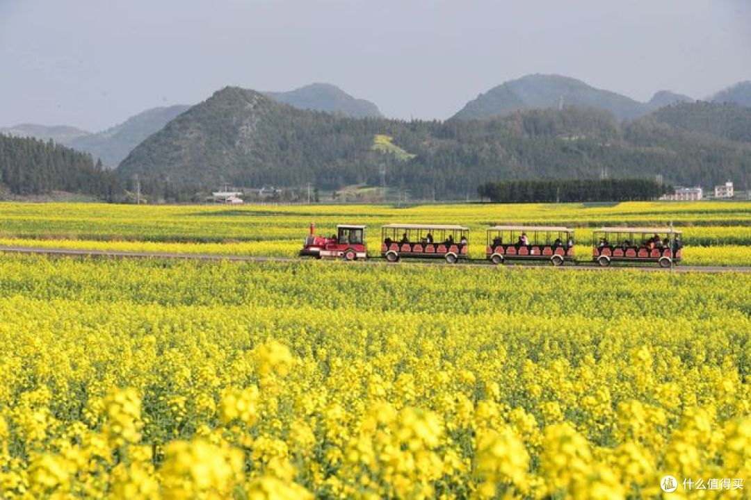 春日旅行,有哪些地方可以去看油菜花?