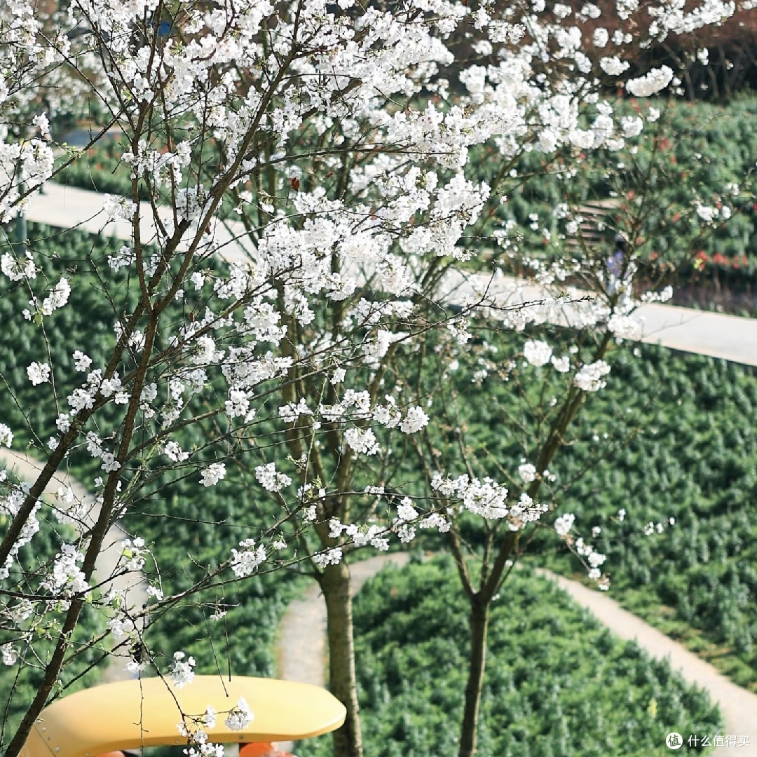 天坪山3月初油菜花与樱花盛景