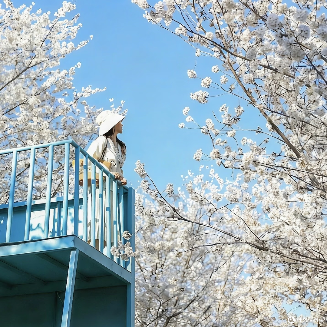 天坪山3月初油菜花与樱花盛景