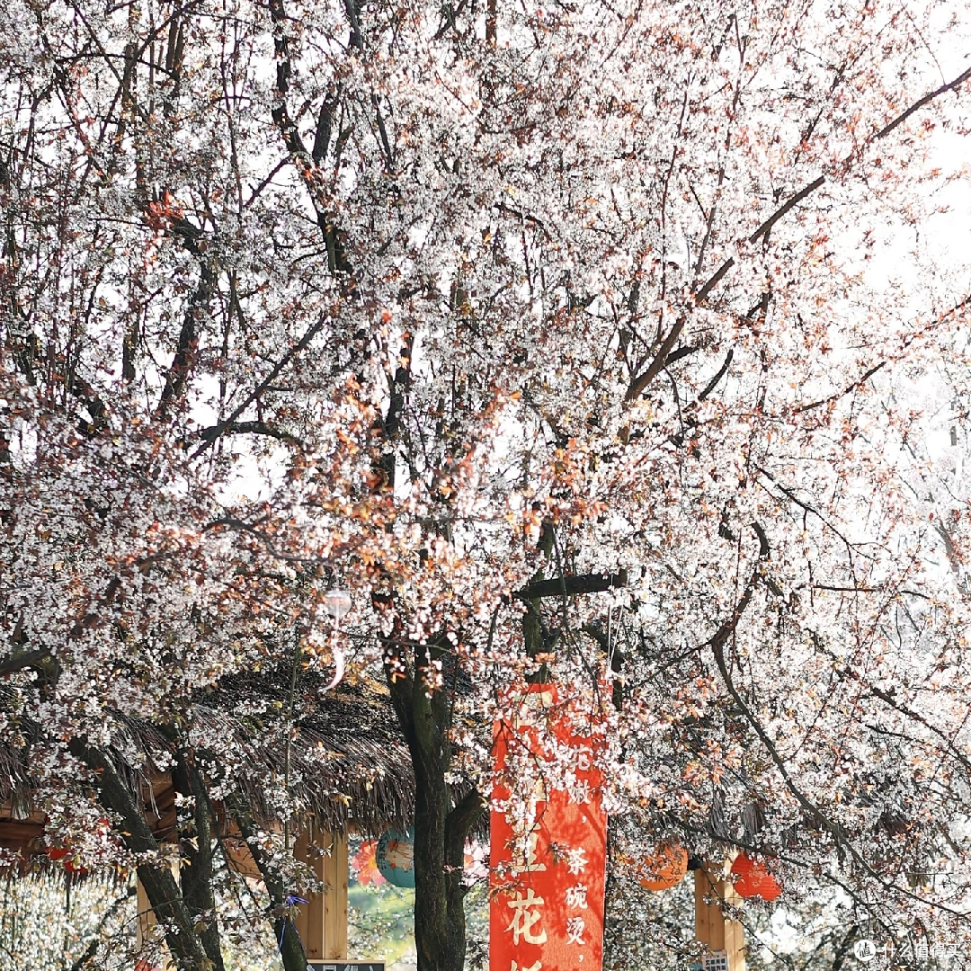 天坪山3月初油菜花与樱花盛景