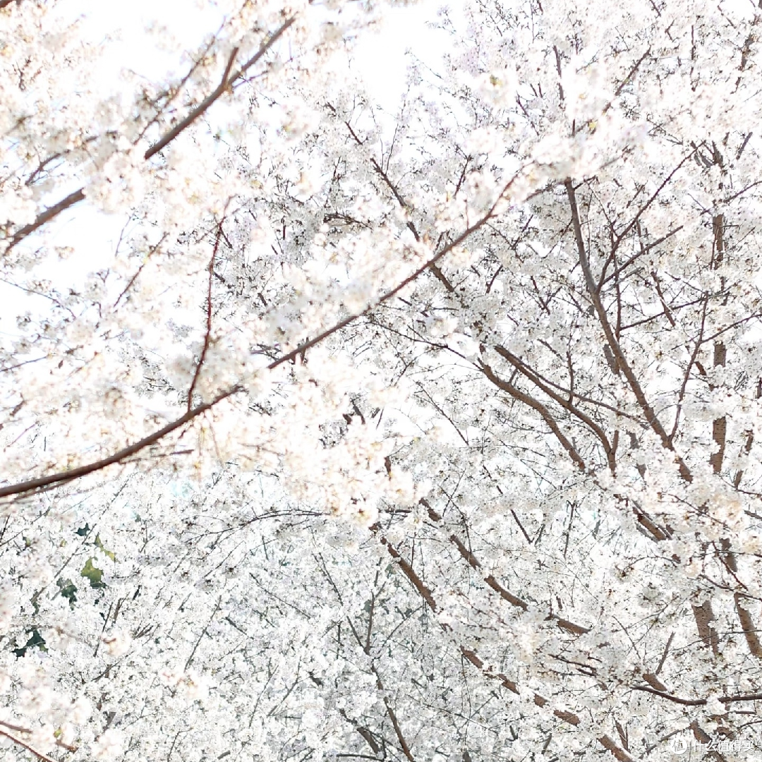 天坪山3月初油菜花与樱花盛景