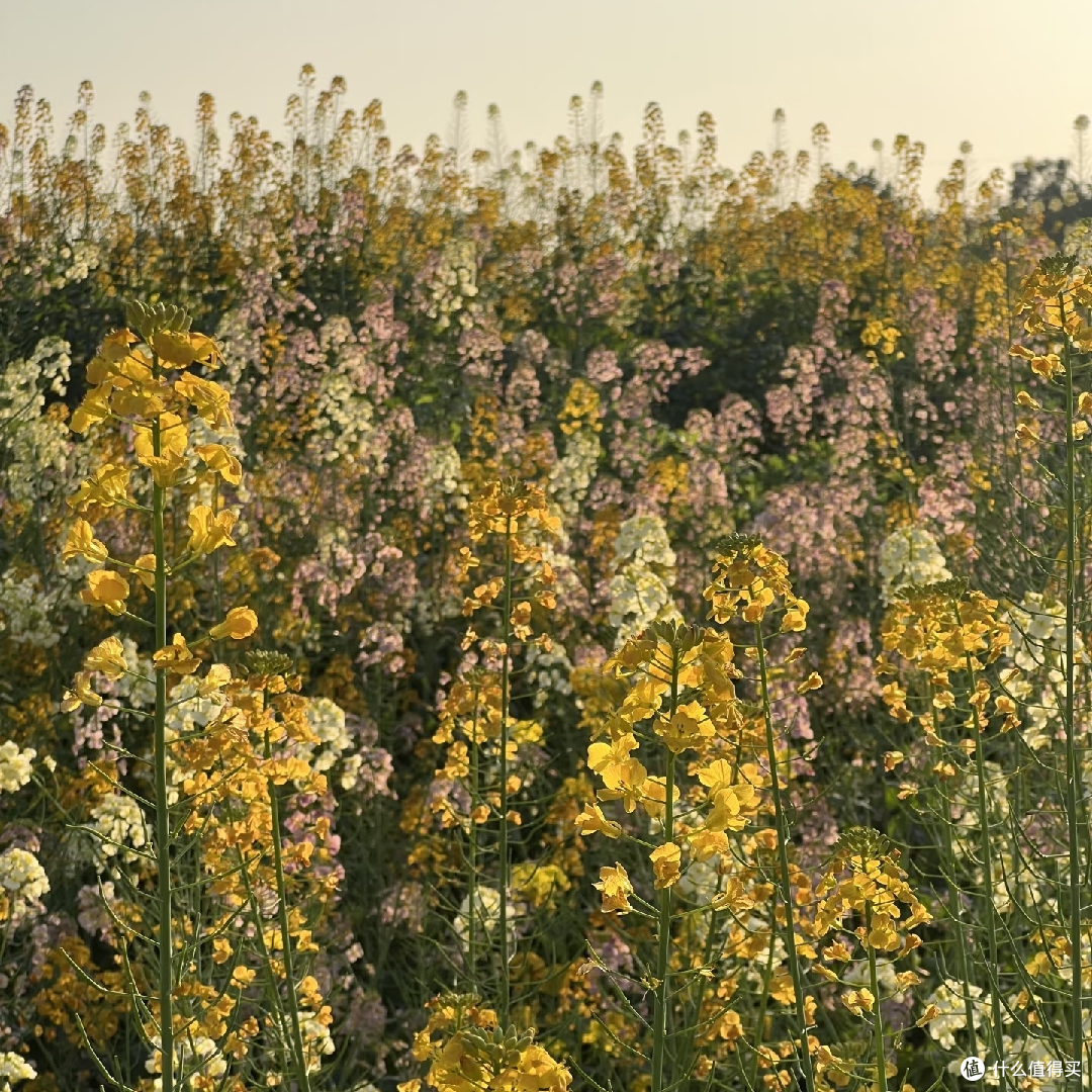 免费赏花挖野菜，新民村春日游