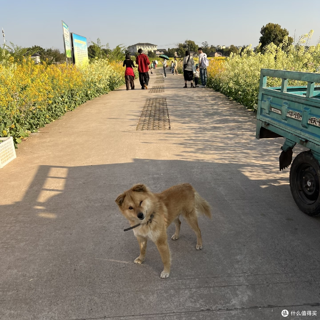 免费赏花挖野菜,新民村春日游