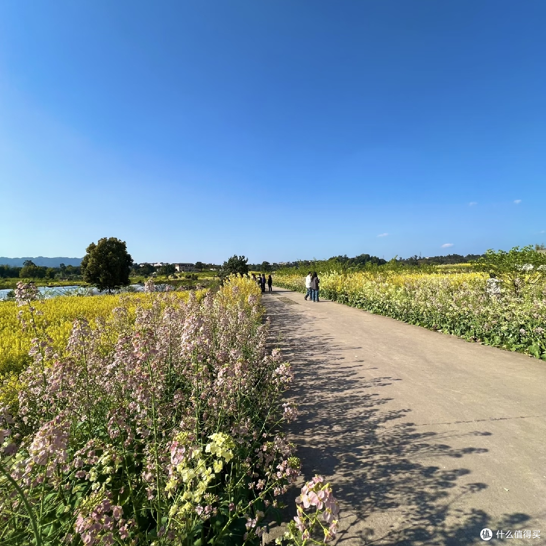 免费赏花挖野菜,新民村春日游
