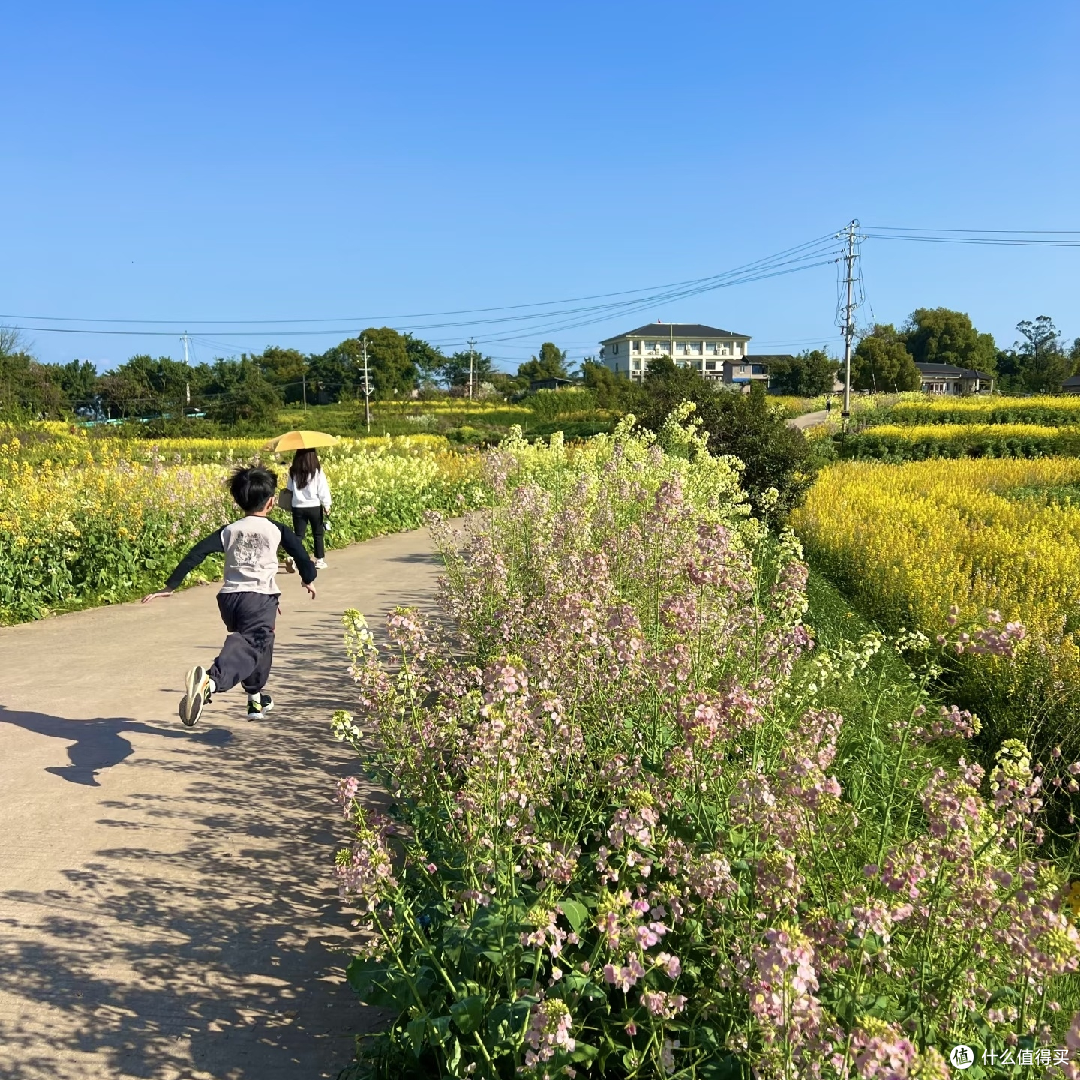 免费赏花挖野菜,新民村春日游