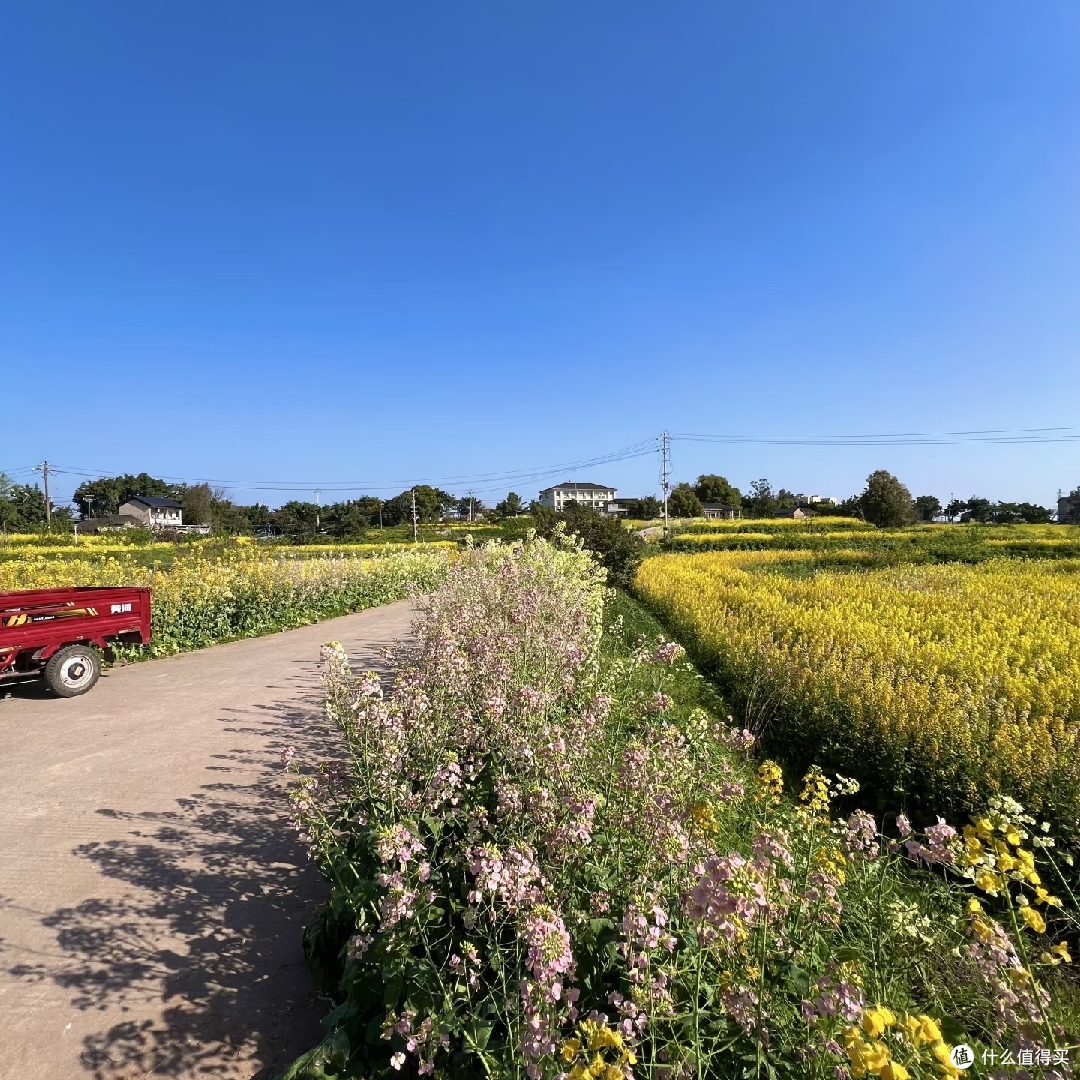 免费赏花挖野菜,新民村春日游