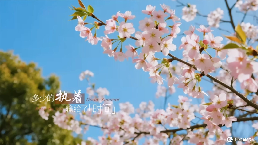 新手不踩坑!6款简单好用的视频加字幕工具