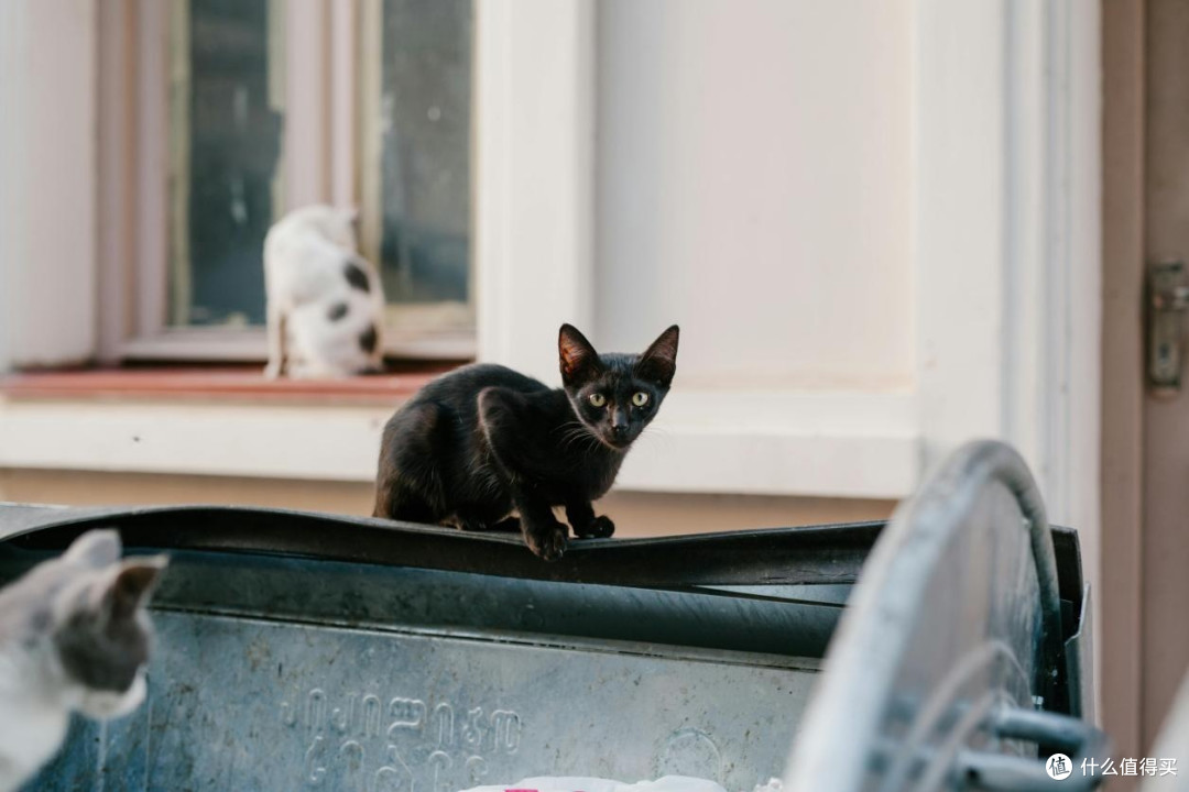 有哪些口碑公认好的国产猫粮推荐?2026最靠谱的猫粮排行榜TOP5