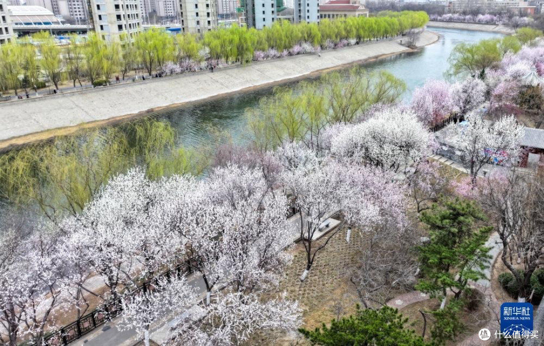 天津红桥区桃花堤赏花指南
