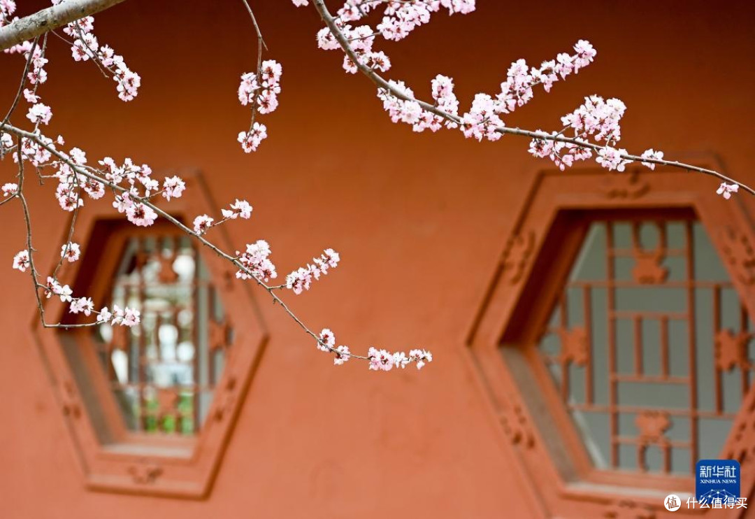 天津红桥区桃花堤赏花指南