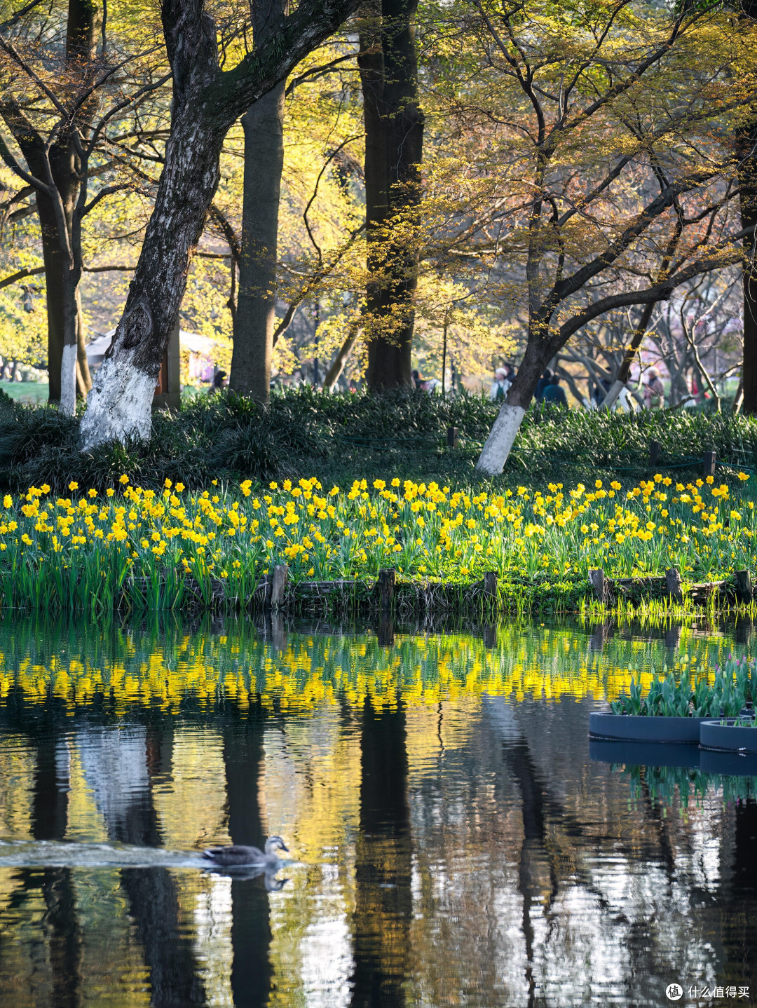 春日赏花攻略：全国TOP级花海体验
