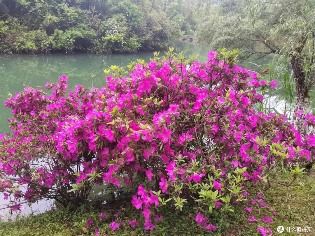 春日寻芳桃花源：穿越千年的诗意之旅