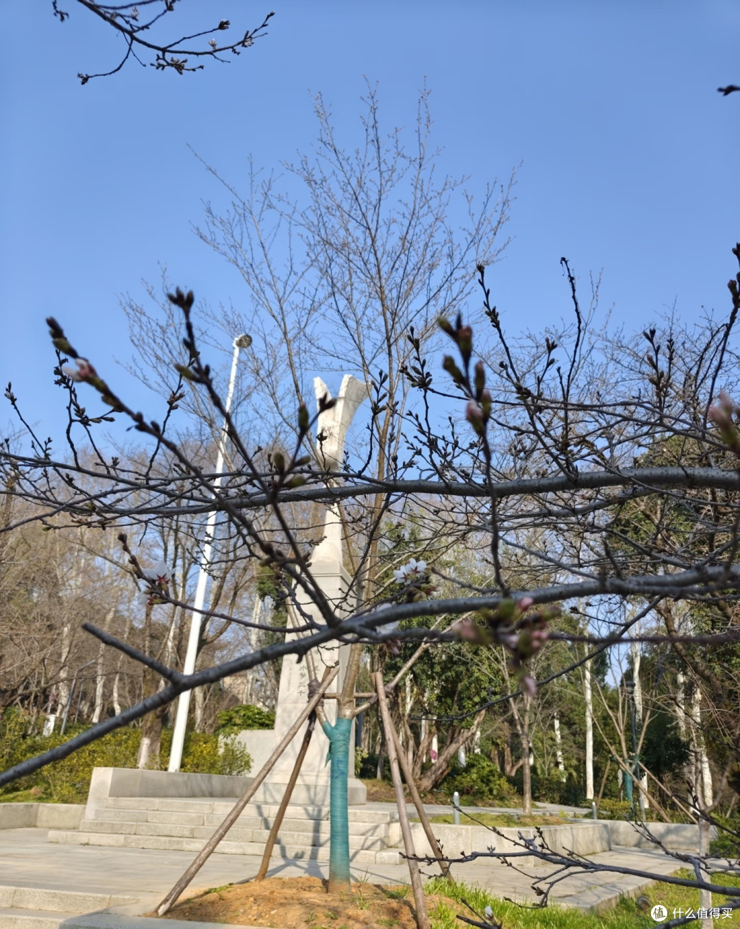虽有争议，但不否认现在正是武大看樱花的最好时机。