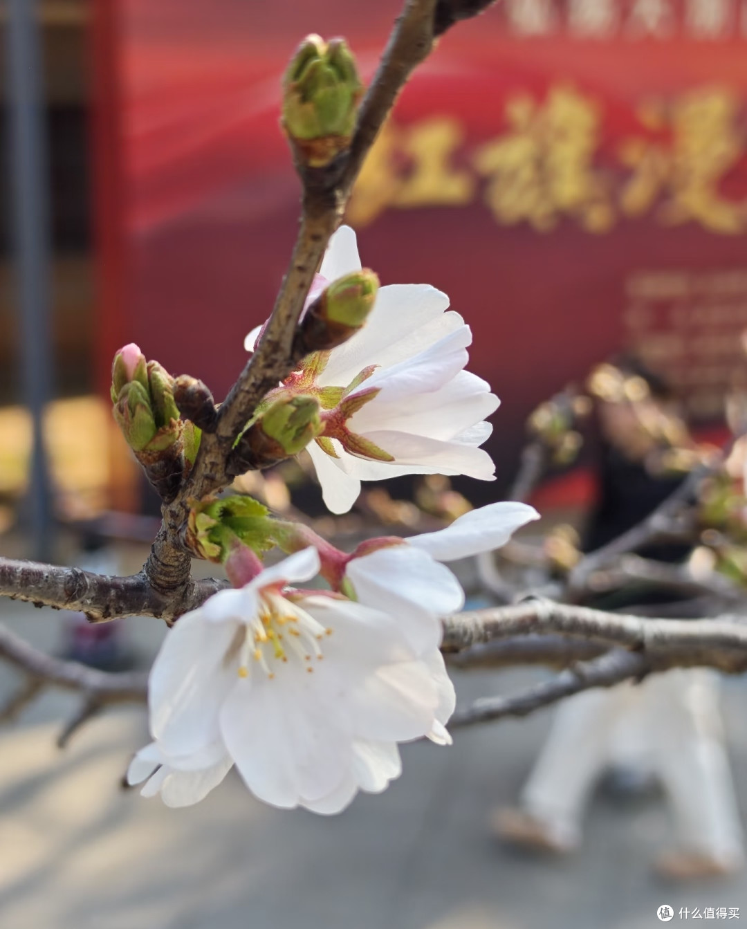 虽有争议，但不否认现在正是武大看樱花的最好时机。