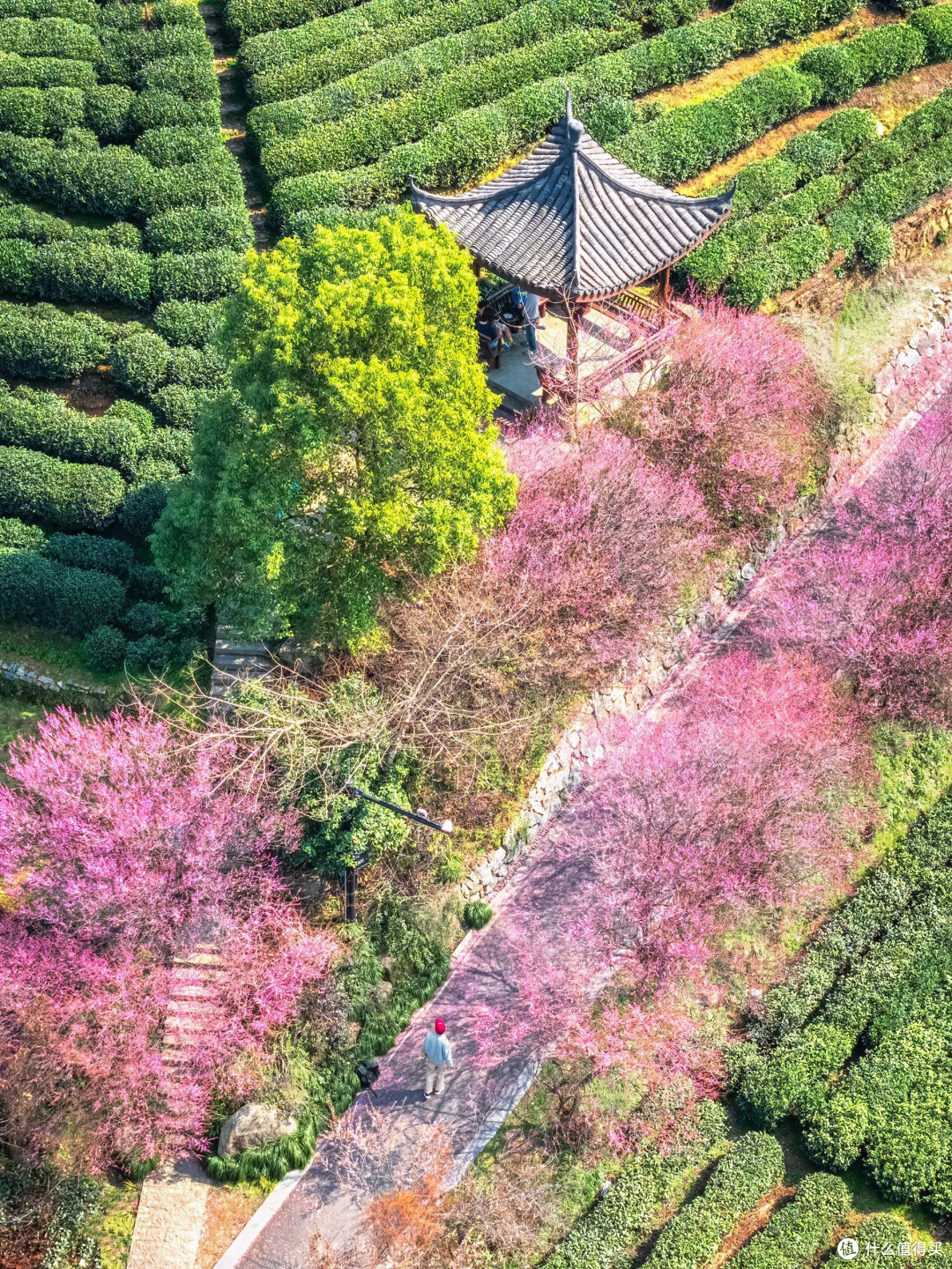 春日赏花全攻略：踏遍繁花山海