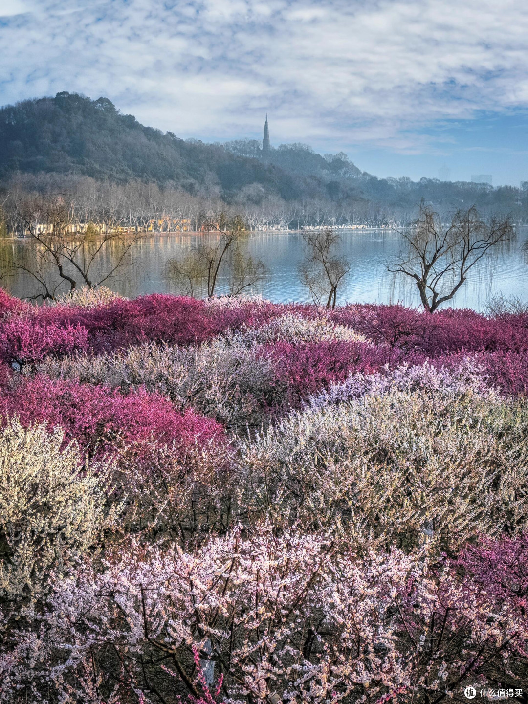 春日赏花全攻略：踏遍繁花山海