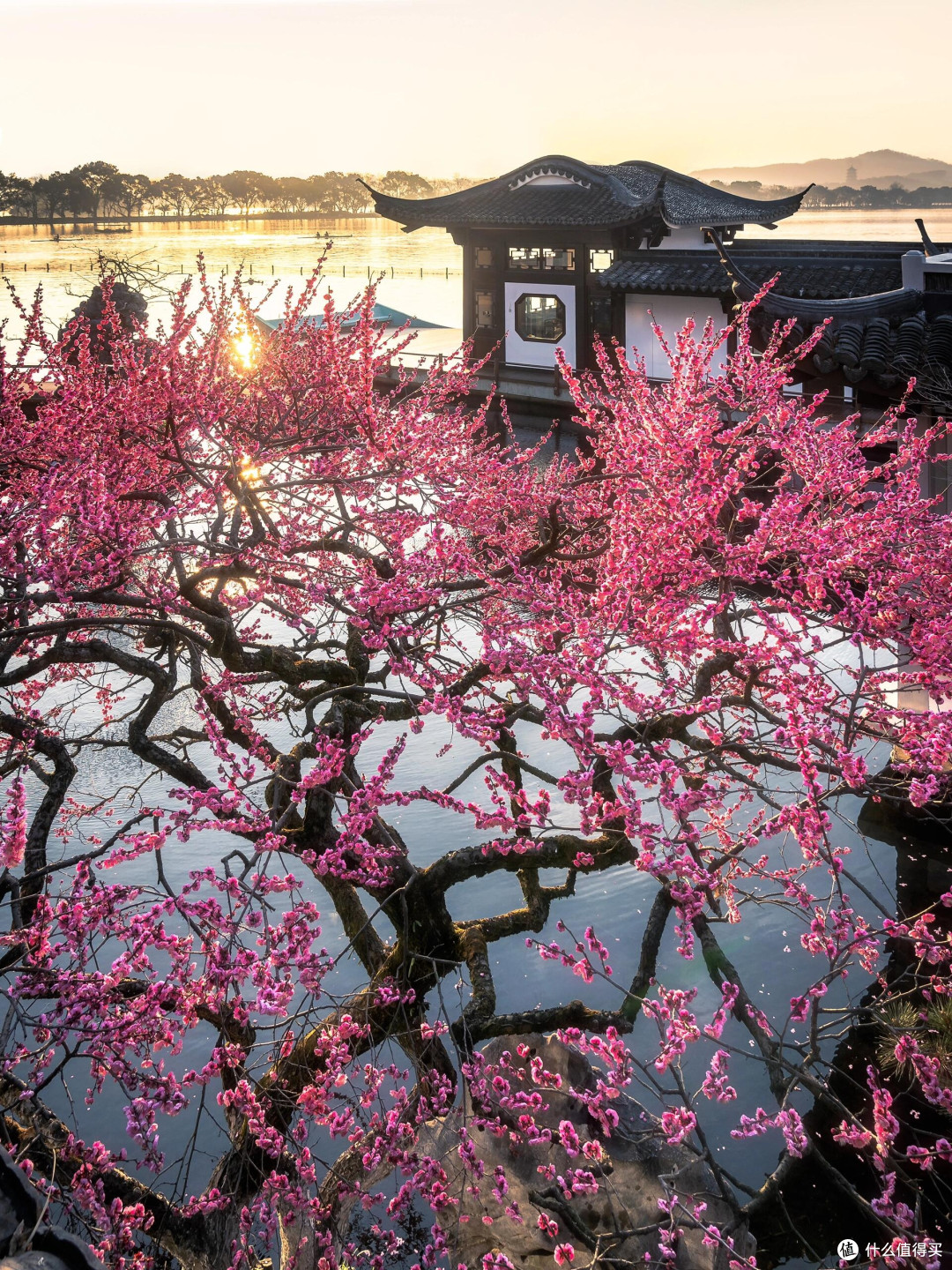 春日赏花全纪实：万亩繁花之旅