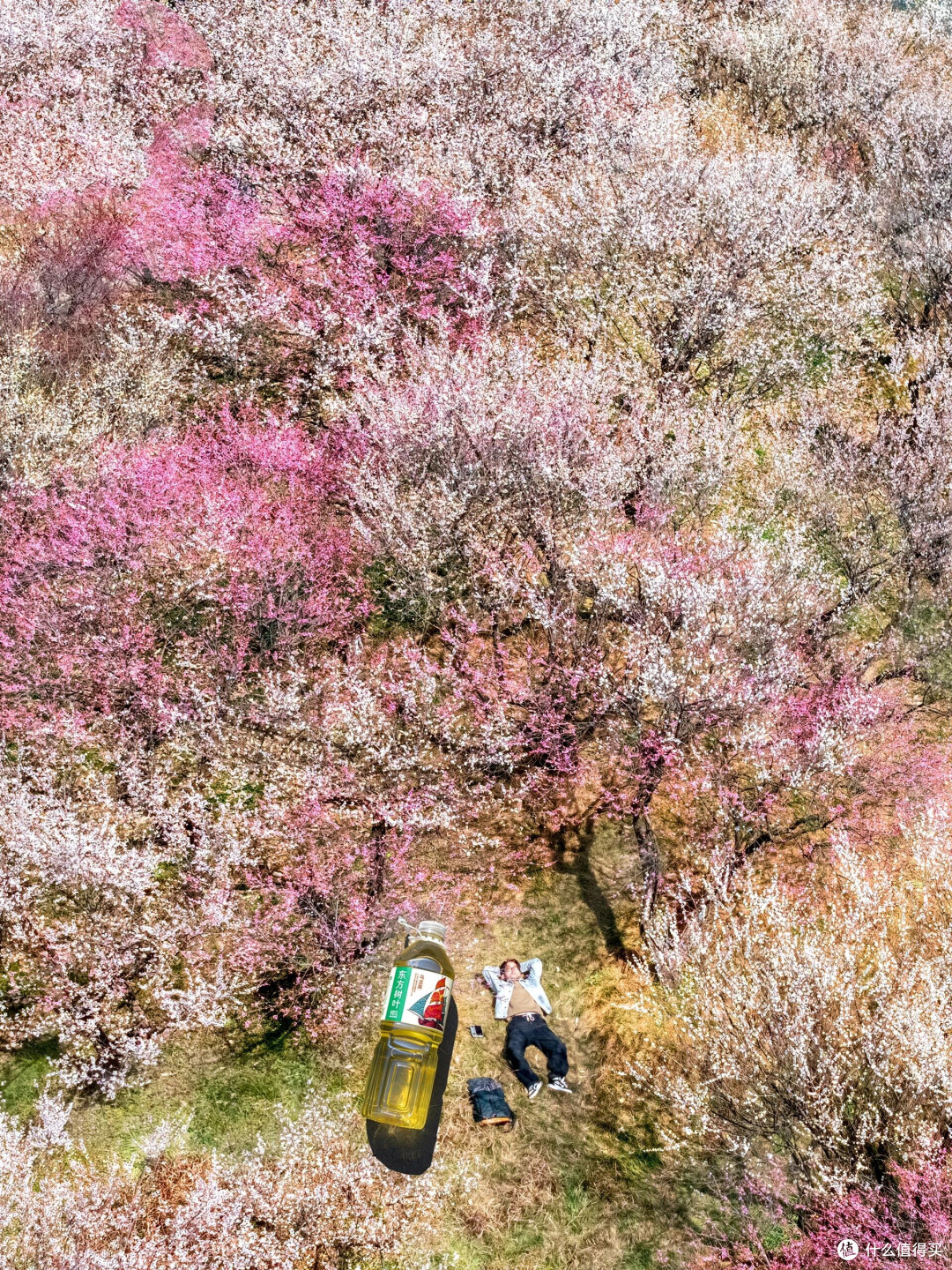 春日赏花全纪实：万亩繁花之旅