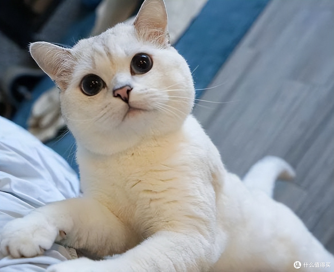 2026 年 315 靠谱猫粮清单,避开劣质猫粮!