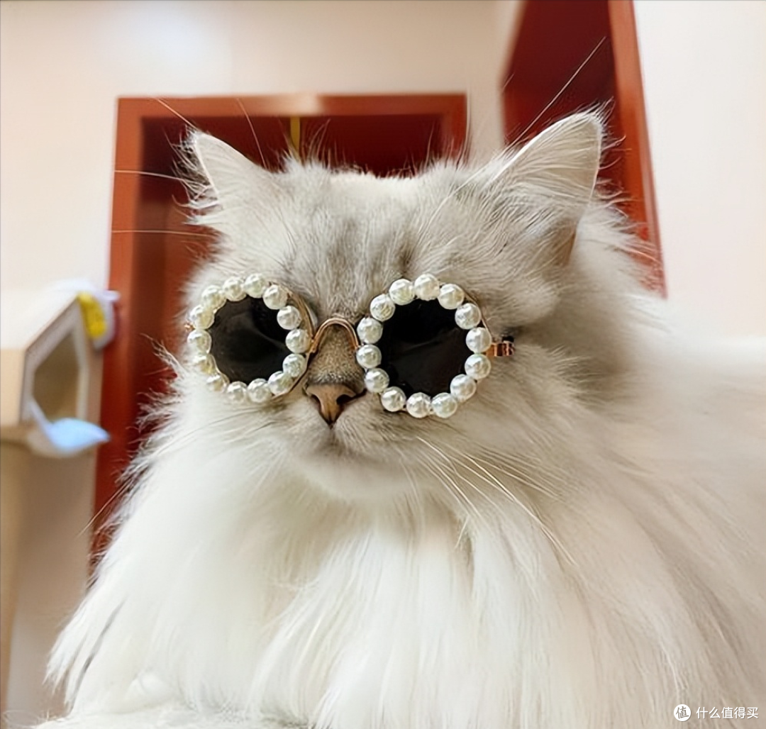 2026 年 315 靠谱猫粮清单,避开劣质猫粮!
