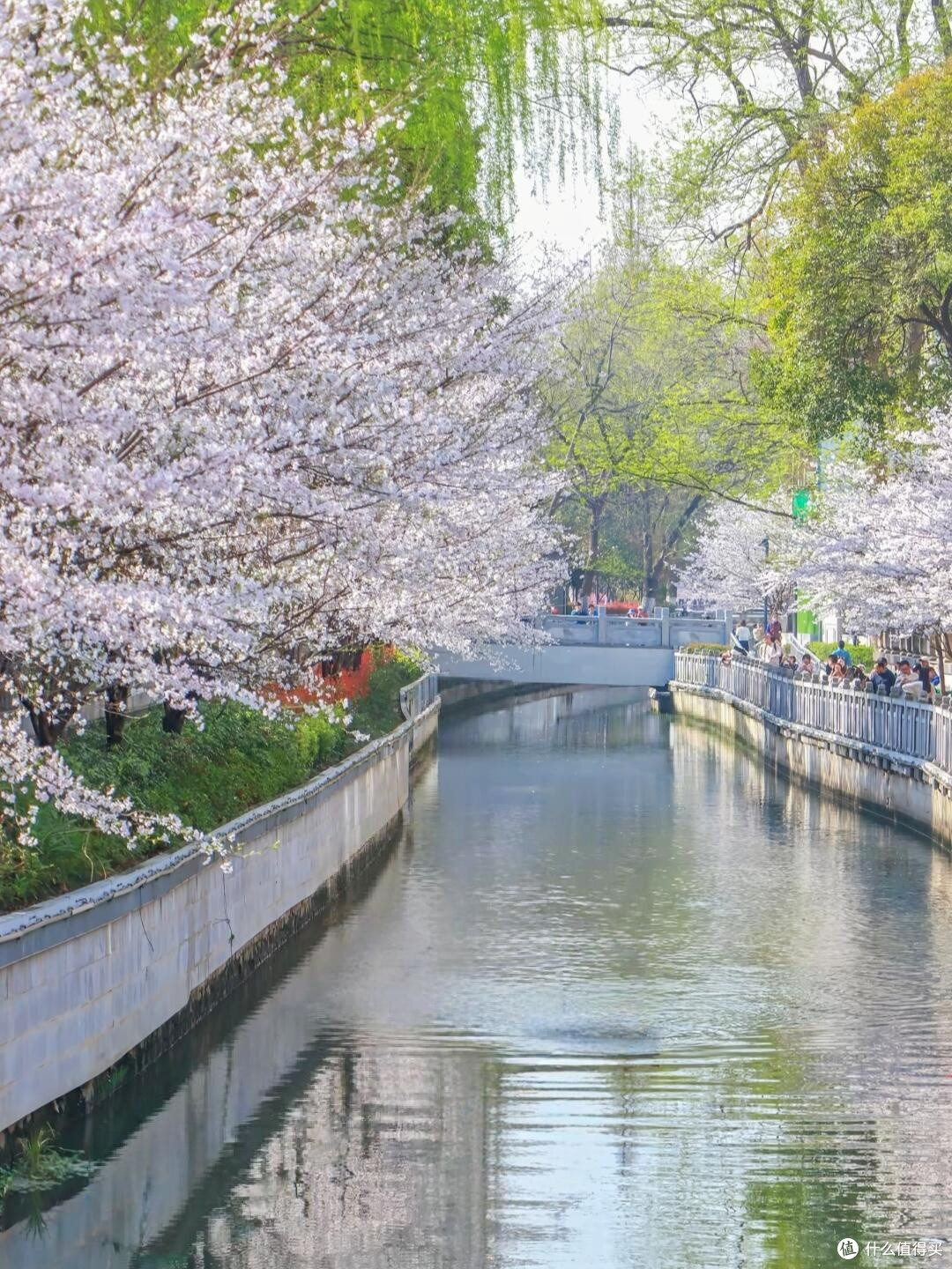 春日赏花全纪实：山河花海之旅