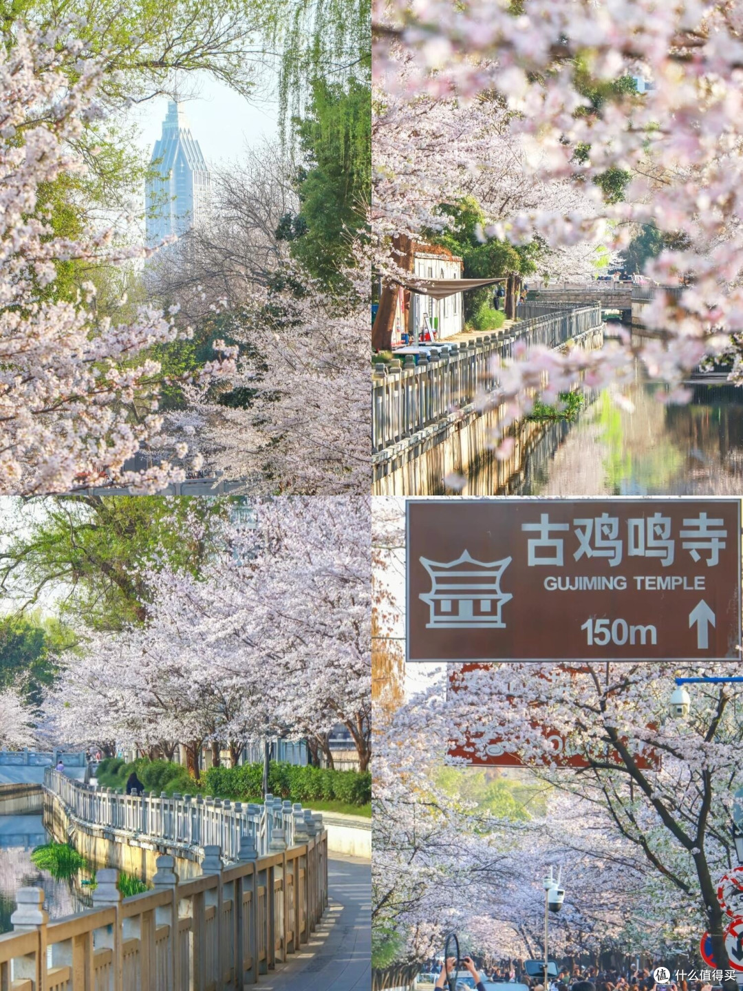 春日赏花全纪实：山河花海之旅