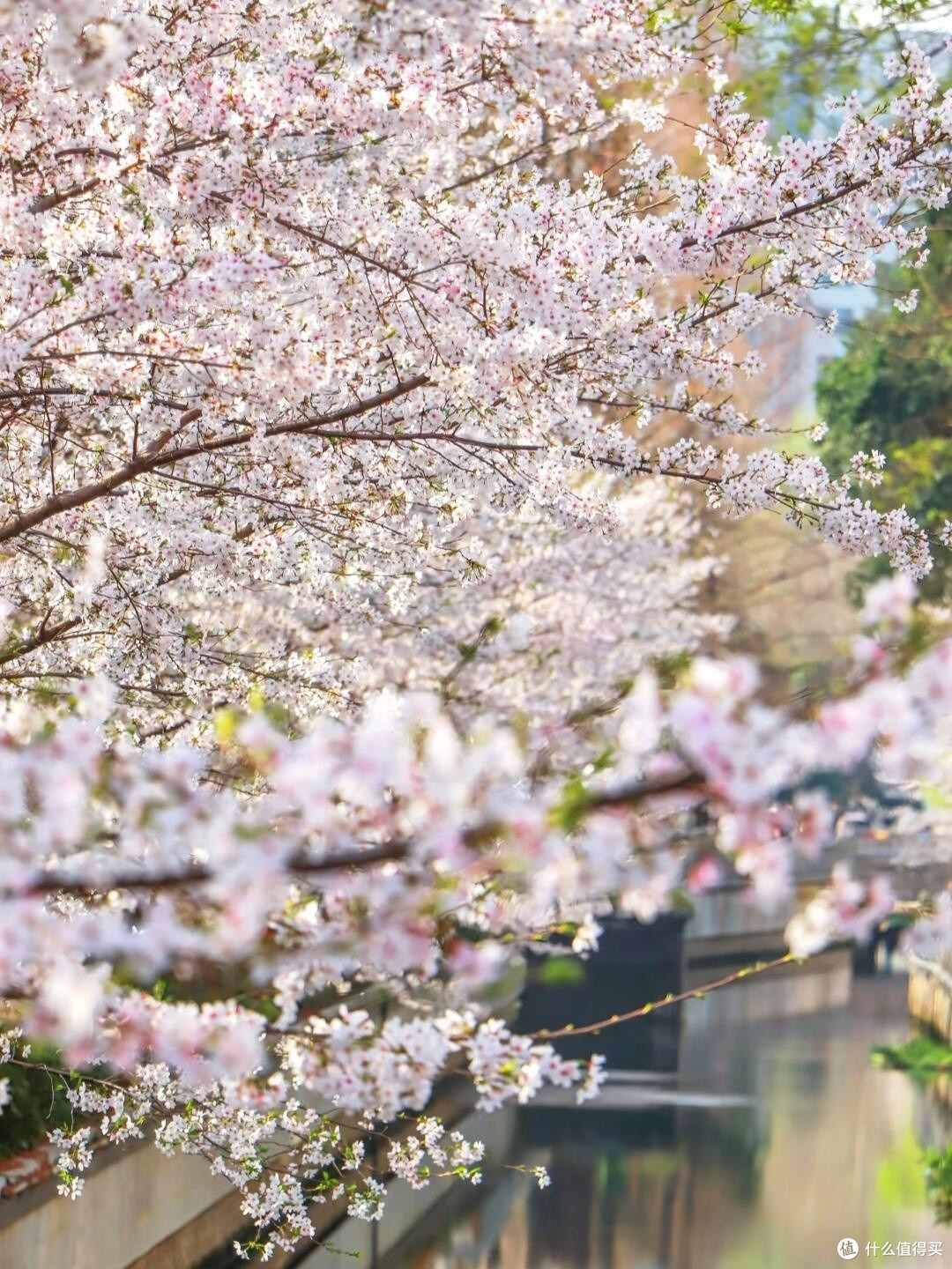 春日赏花全纪实：山河花海之旅